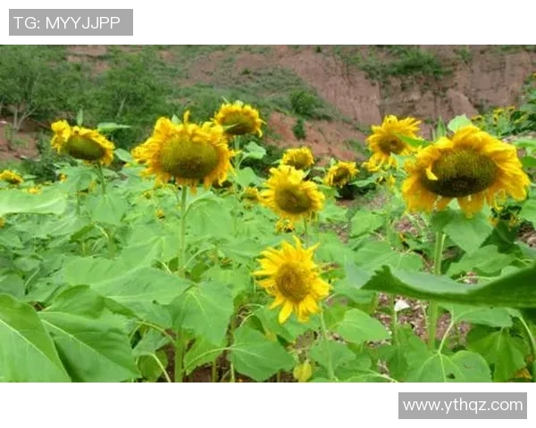 姚明花海2008回忆录：篮球巨星与绚丽花海的梦幻交融之旅